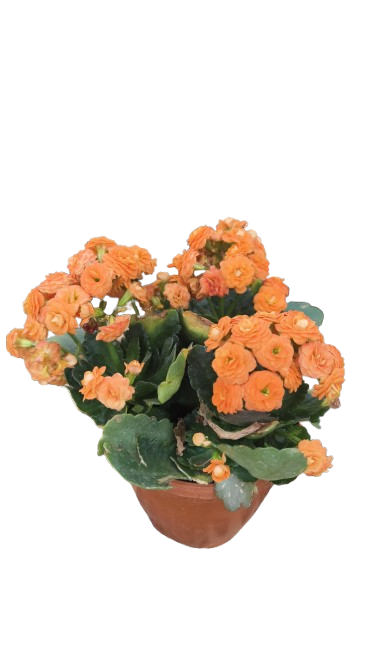 PlantaZee live orange Kalanchoe plant