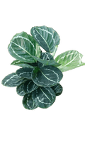 Maranta leuconeura,