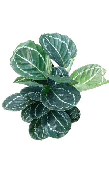 Maranta leuconeura,
