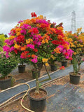 Multi colour bougainvillea plant