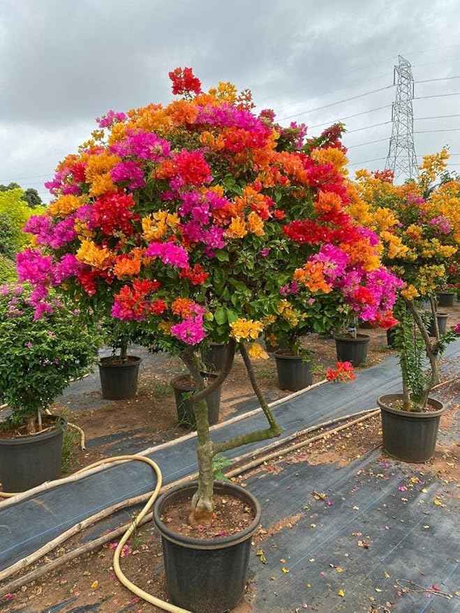 Multi colour bougainvillea plant