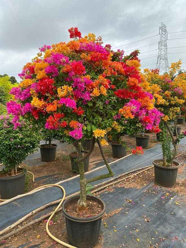 Multi colour bougainvillea plant