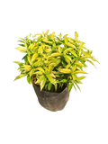 Golden DurantaTabernaemontana