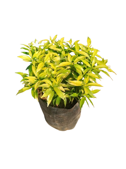 Golden DurantaTabernaemontana