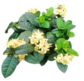 Ixora