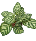 Peacock Plant