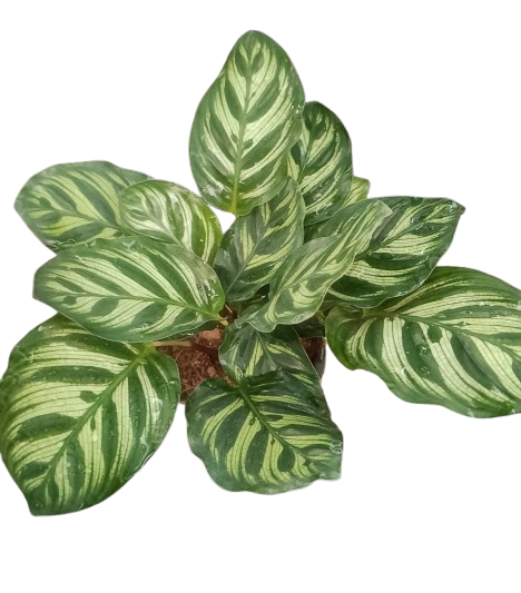 Peacock Plant
