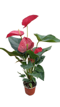 Anthurium red