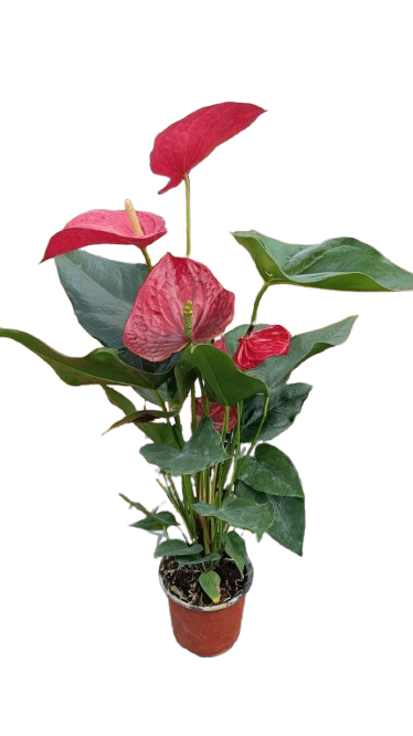 Anthurium red