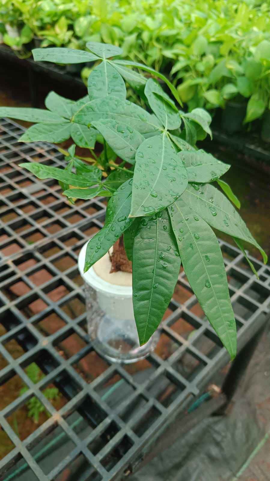 Pachira aquatica
