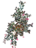 Loropetalum chinense