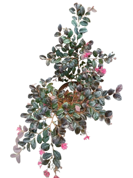Loropetalum chinense