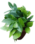 The ZZ Plant green (bush pot)