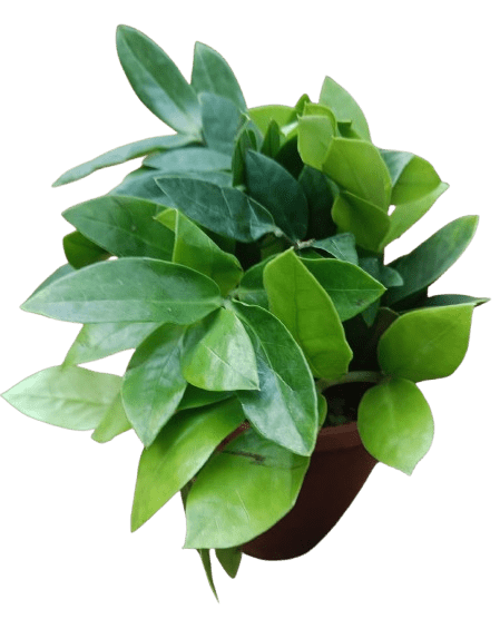 The ZZ Plant green (bush pot)