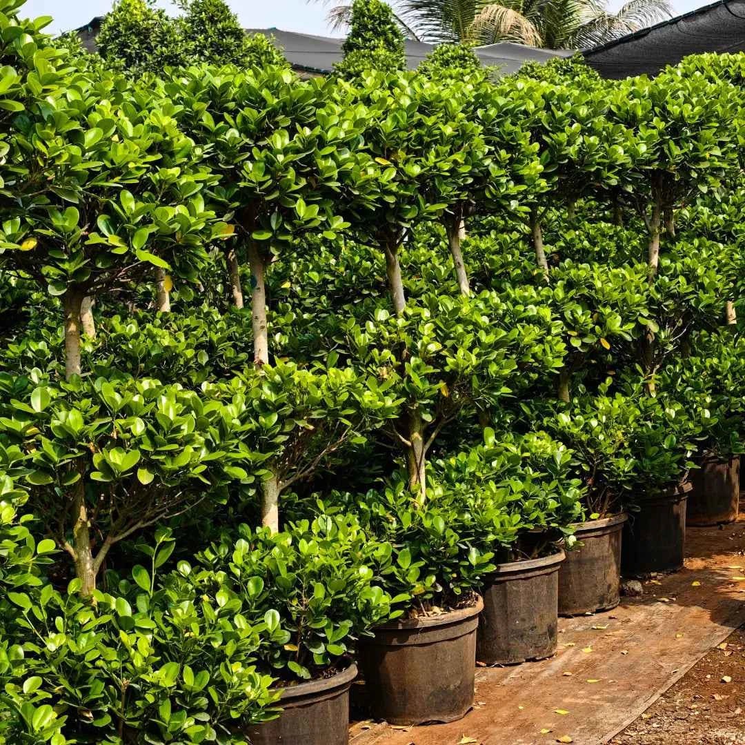 Ficus Moclame “3 Step” Topiary – Plant