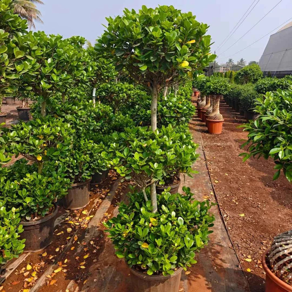 Ficus Moclame “3 Step” Topiary – Plant