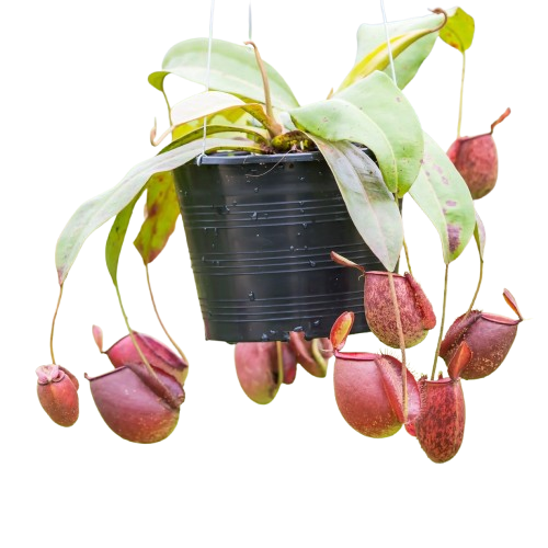 tropical pitcher plant( Nepenthes)
