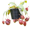 tropical pitcher plant( Nepenthes)