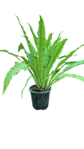 Bird's Nest Fern