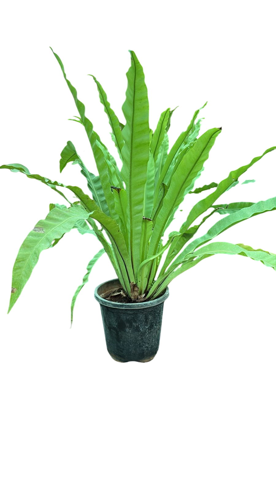 Bird's Nest Fern