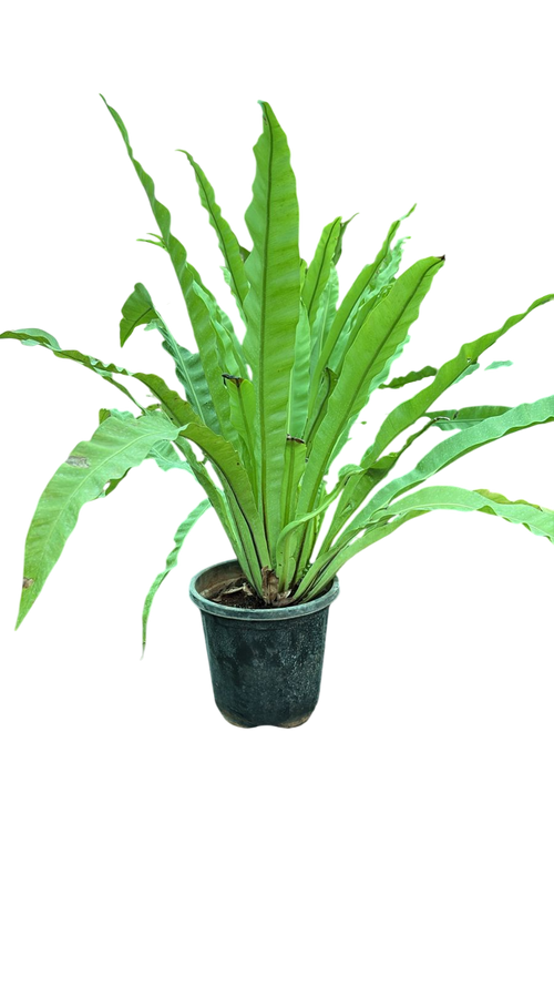 Bird's Nest Fern