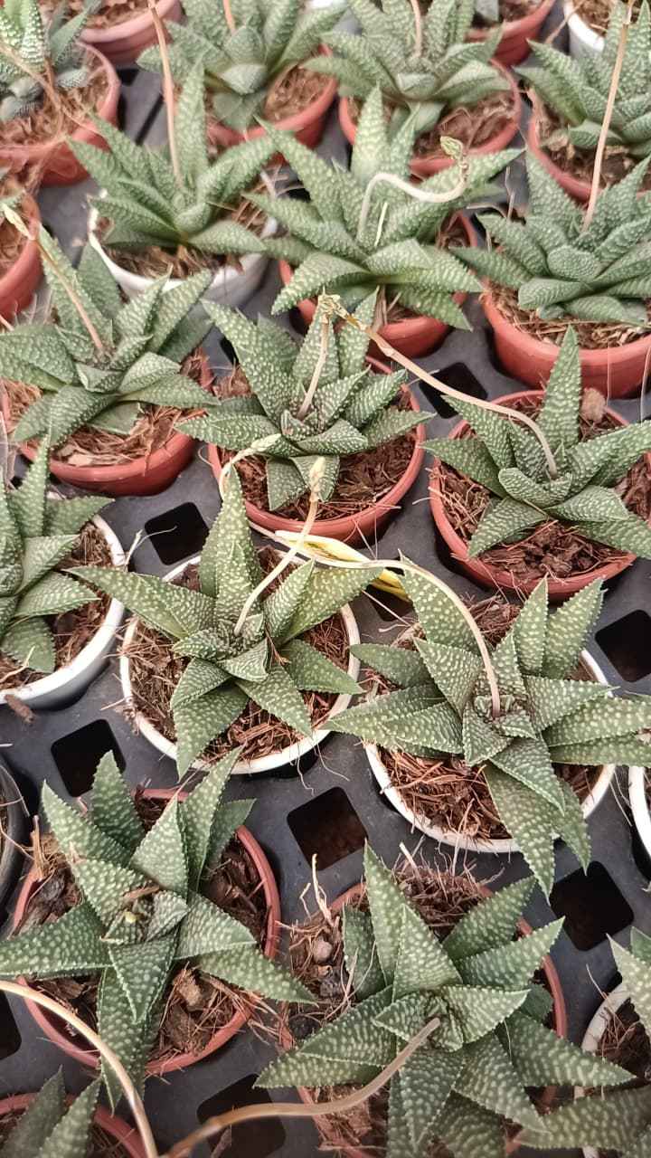 Haworthia