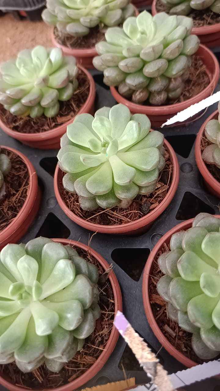 Echeveria elegans