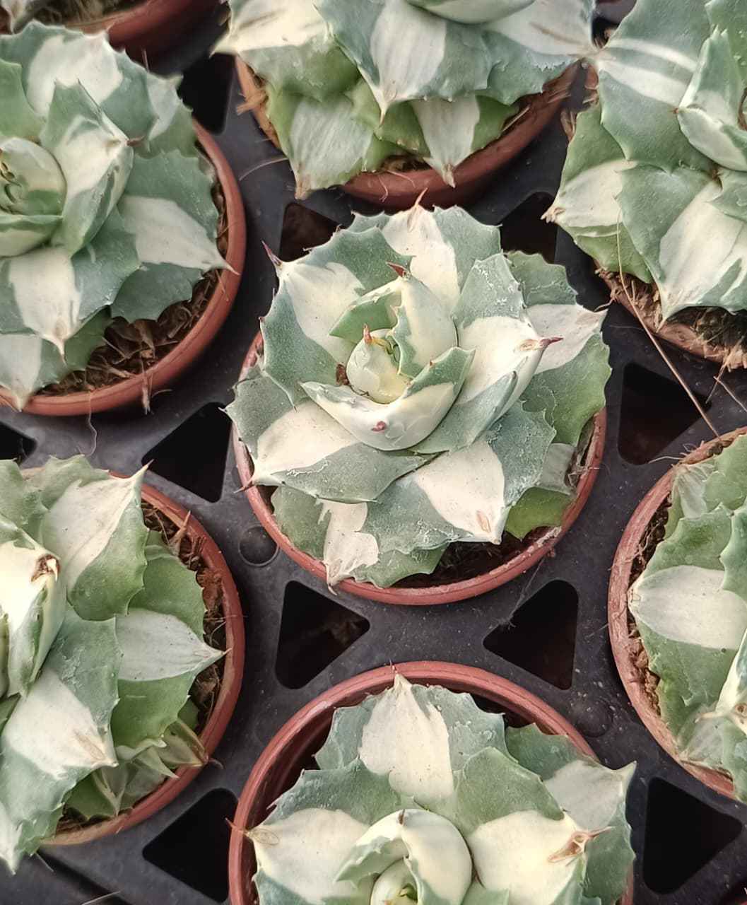 Agave isthmensis 'Ohi Raijin Shiro Nakafu