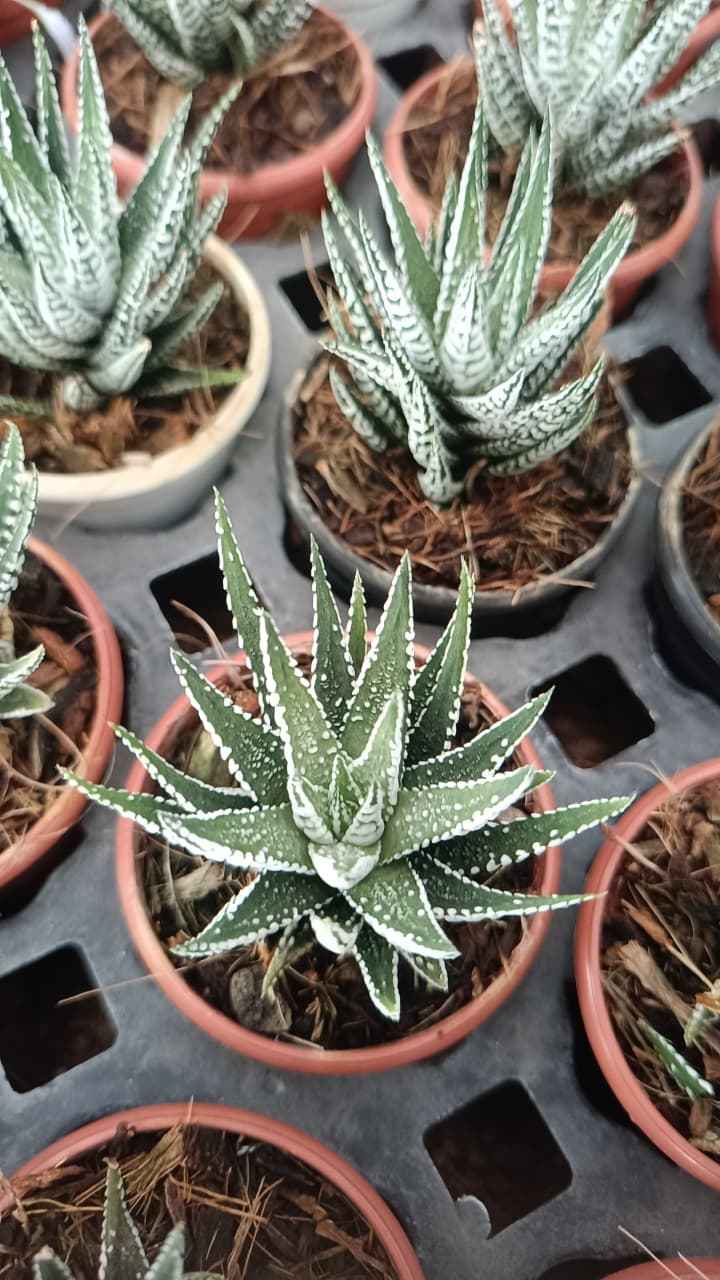 Haworthiopsis fasciata