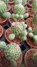 Mammillaria cactus