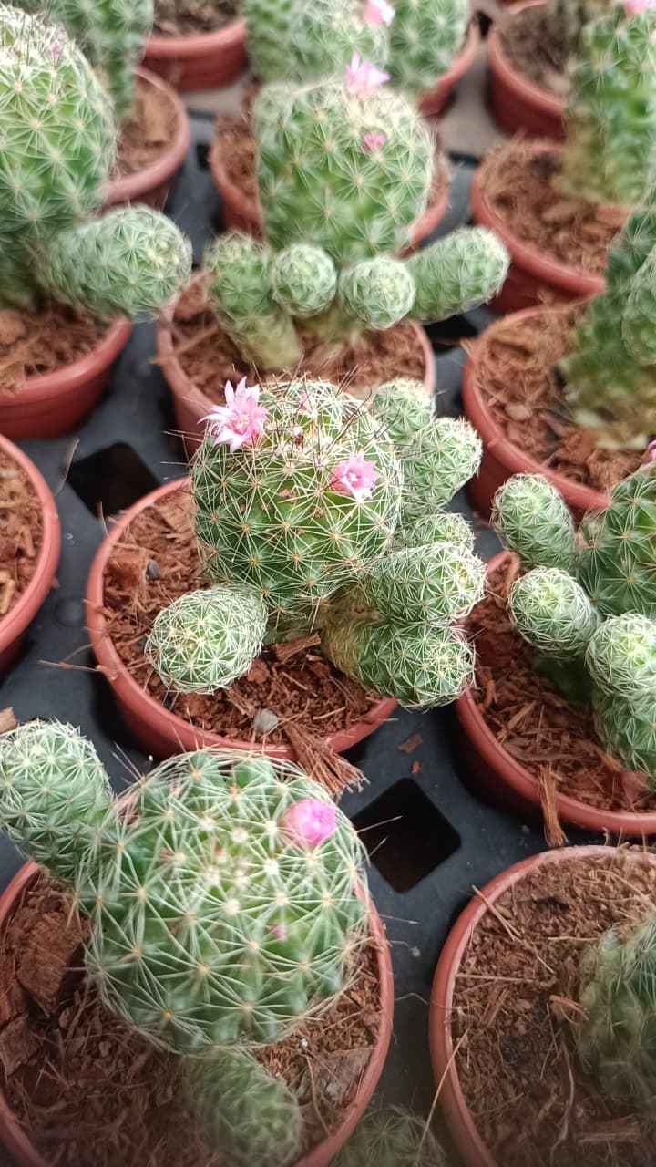 Mammillaria cactus