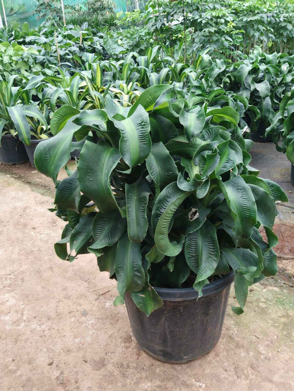Dracaena Twister