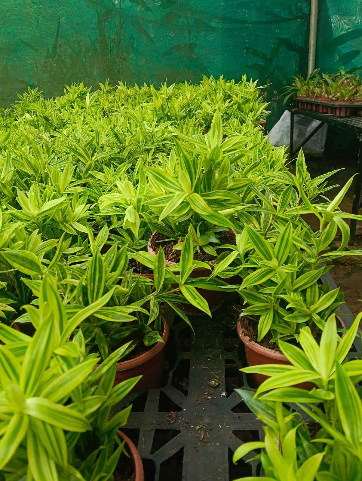 Golden Dracaena Variegated (dragon milky)