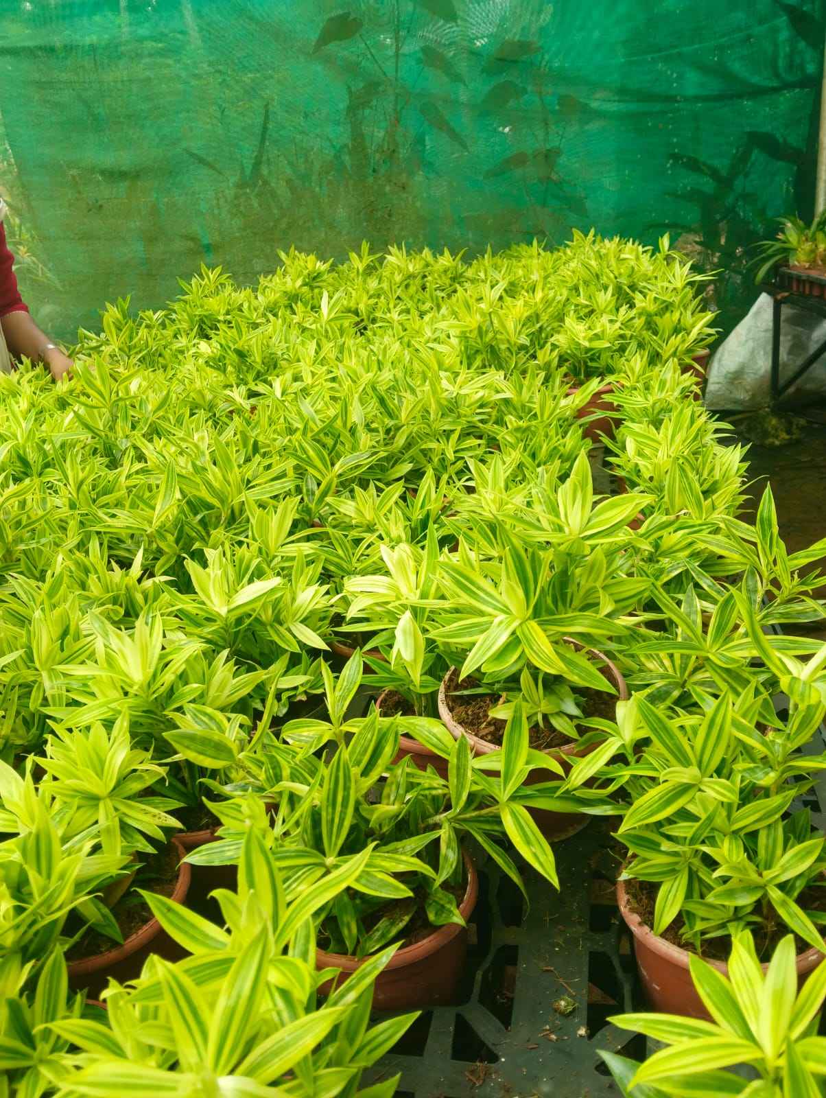 Golden Dracaena Variegated (dragon milky)