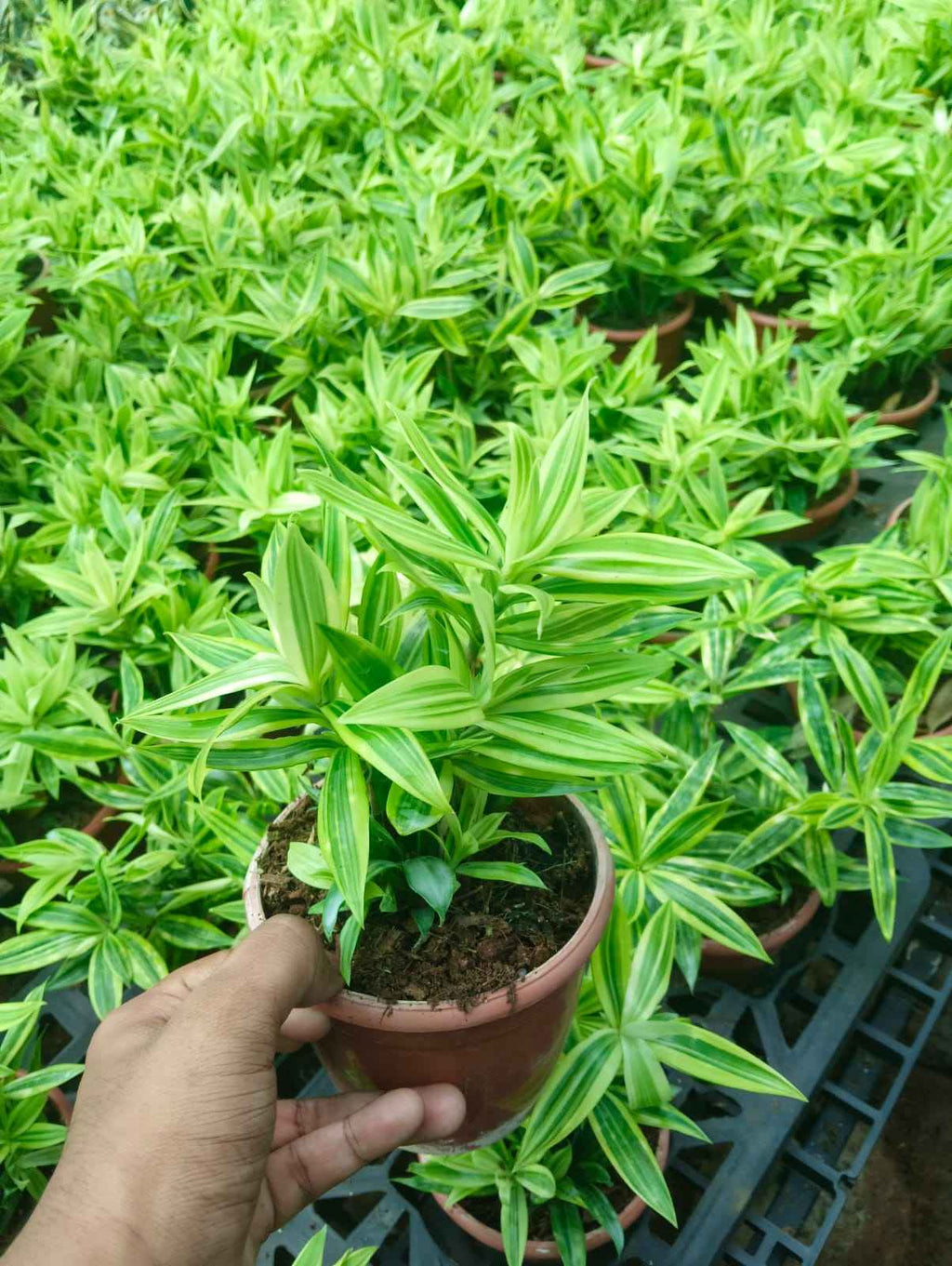 Golden Dracaena Variegated (dragon milky)