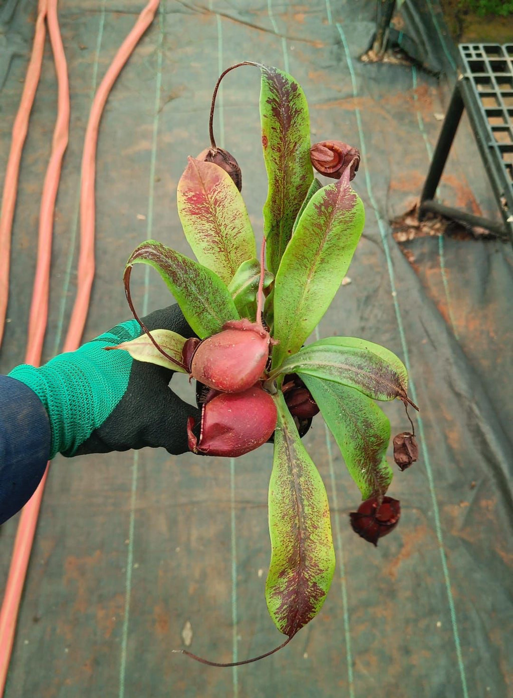 tropical pitcher plant( Nepenthes)