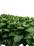 epipremnum plant