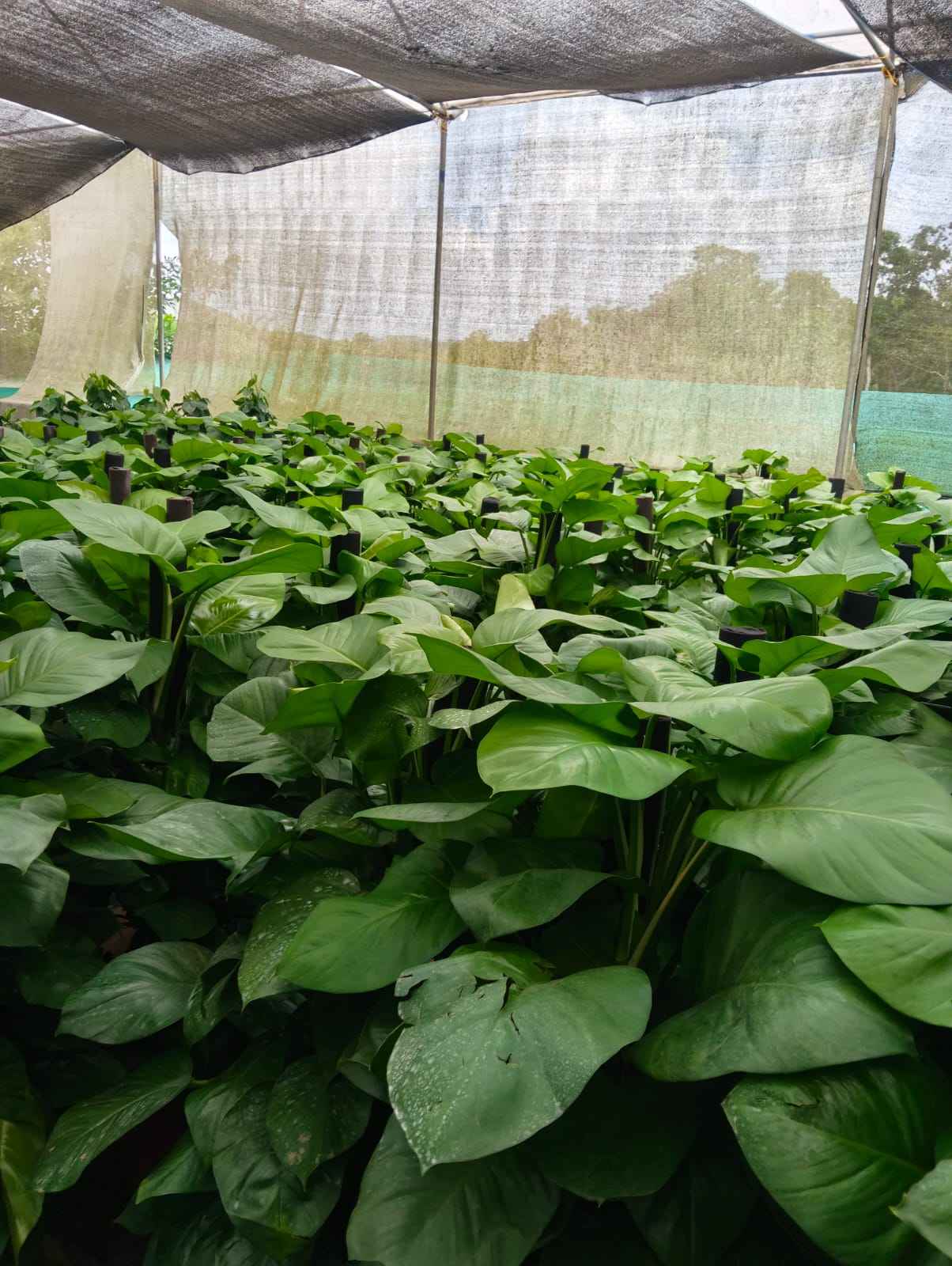 epipremnum plant