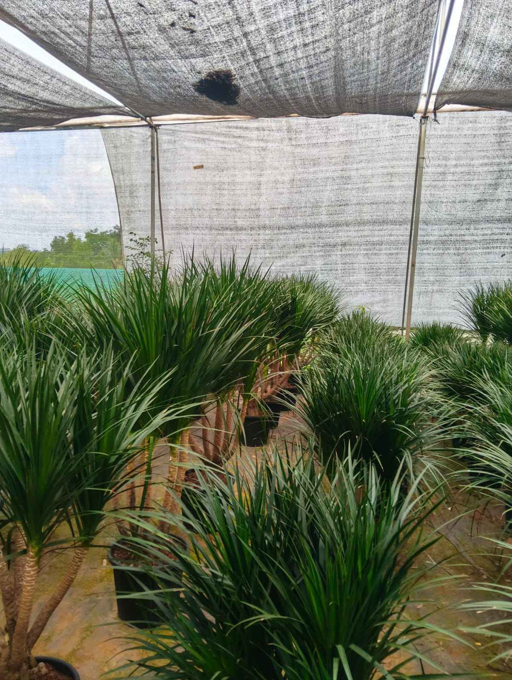 Dracaena draco