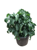 Dracaena Twister