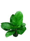 Anthurium jenmanii