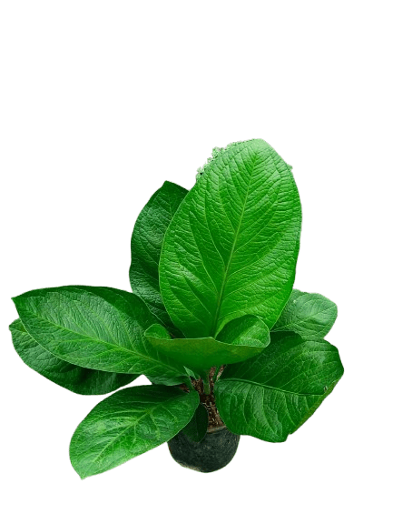 Anthurium jenmanii