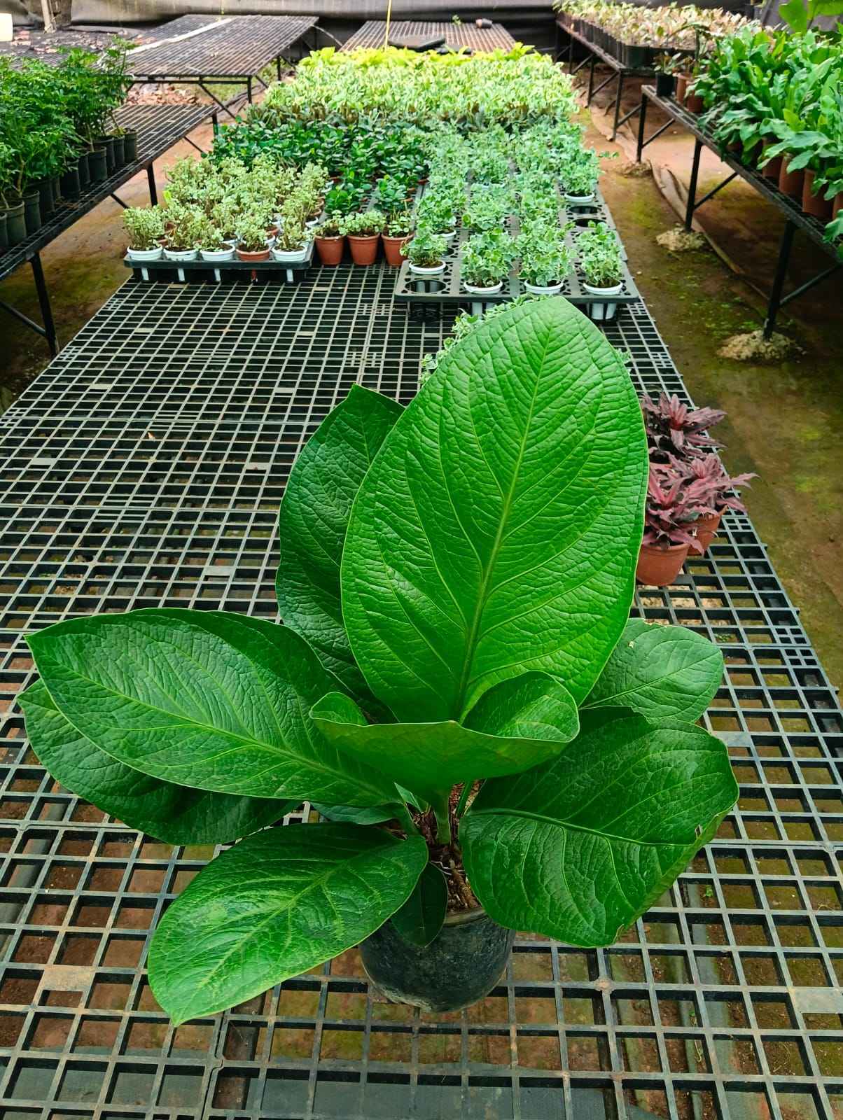 Anthurium jenmanii