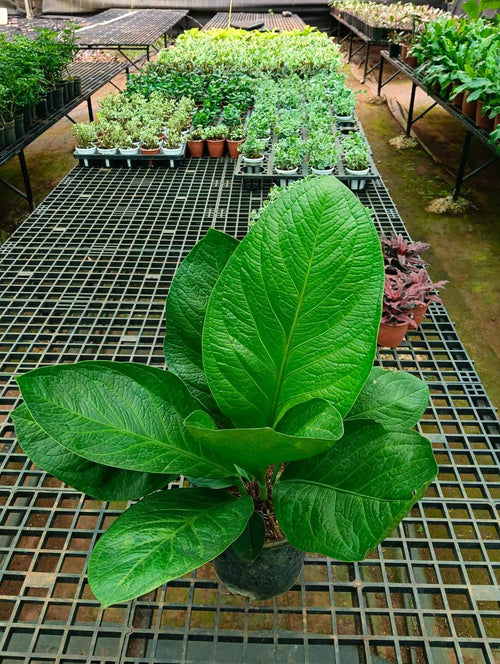 Anthurium jenmanii
