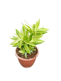 Golden Dracaena Variegated (dragon milky)