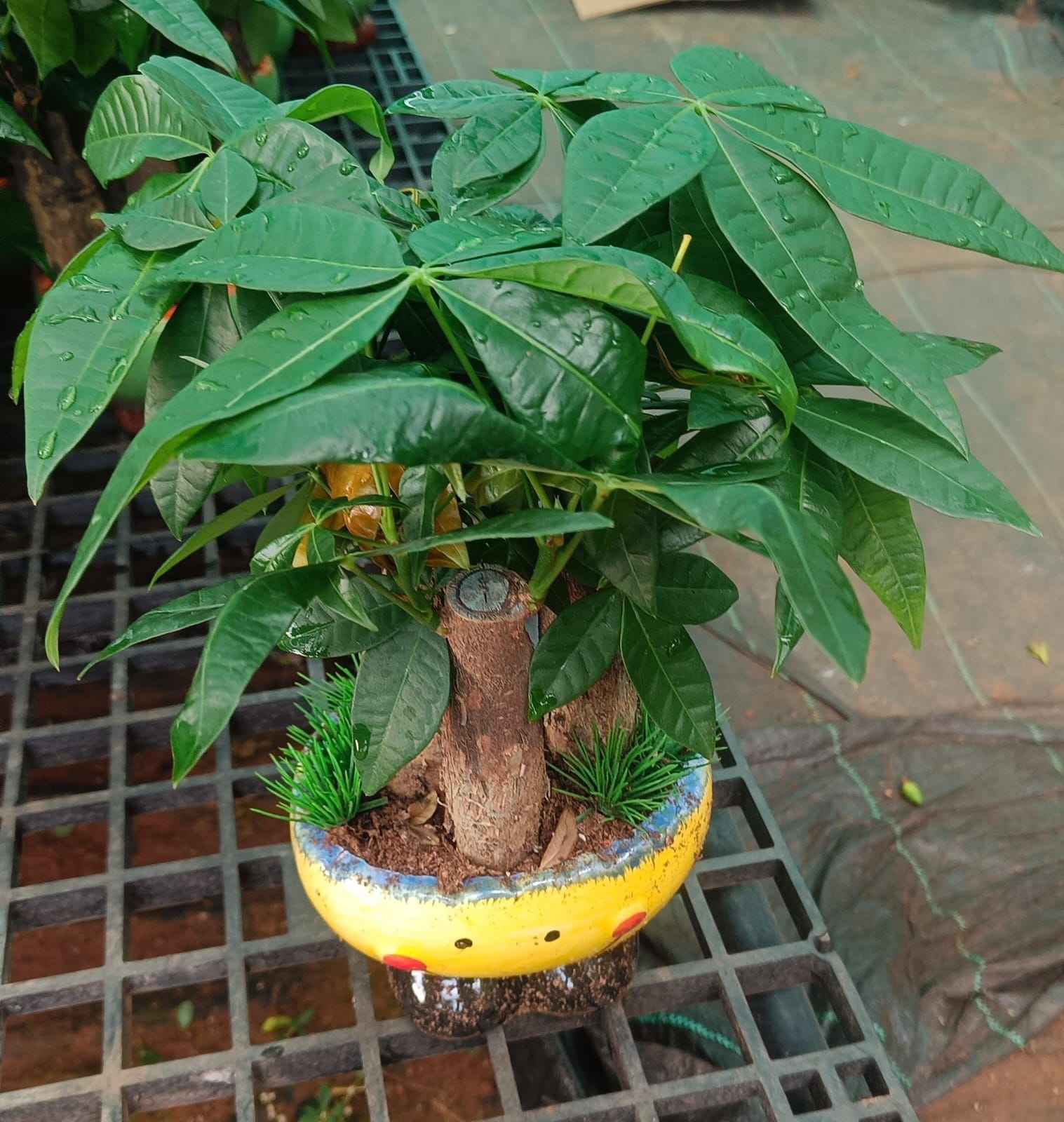potted Pachira aquatica