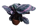 Calathea roseopicta