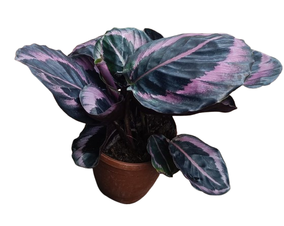 Calathea roseopicta