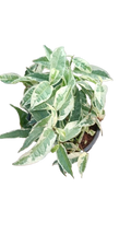 Variegated Ficus plants