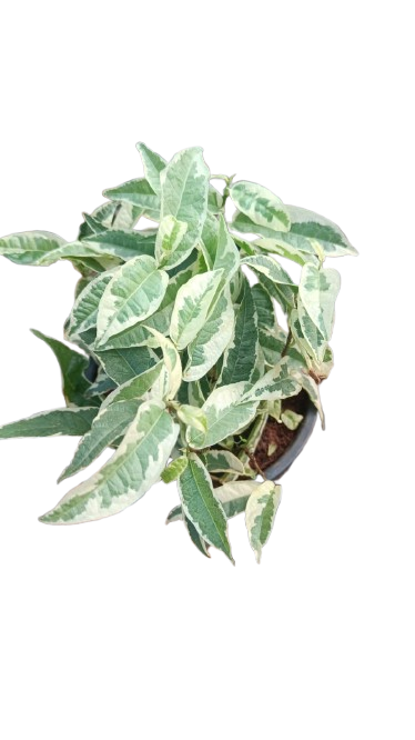Variegated Ficus plants